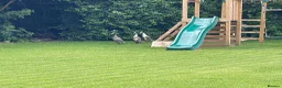 Ducks poultry for sale: Indian Runner Ducks - Advert 4