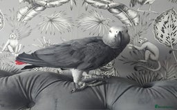 Parrots birds for sale: African grey parrot - Image 4