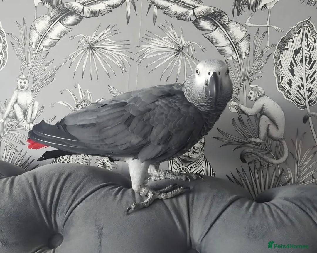 Parrots birds for sale: African grey parrot - Image 4