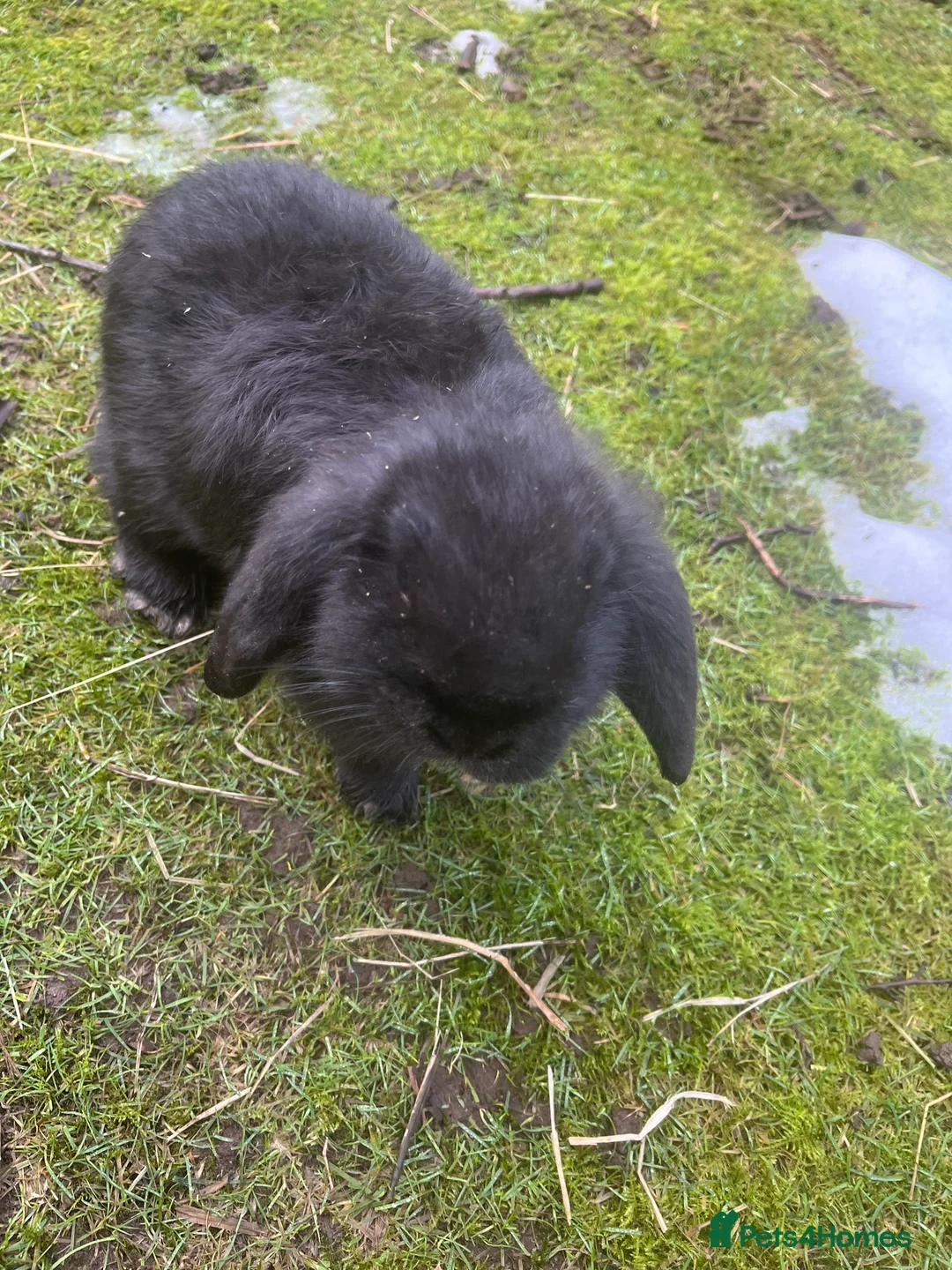 Mini Lop rabbits for sale: *1 left* - Advert 4