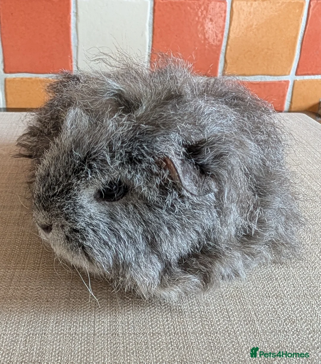 Guinea Pig rodents for sale: Gorgeous Texel sows - Advert 10