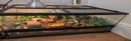 Gecko reptiles for sale: Gecko - Advert 7