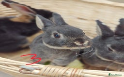 Rex rabbits for sale: Mini Rex Buck - Image 16