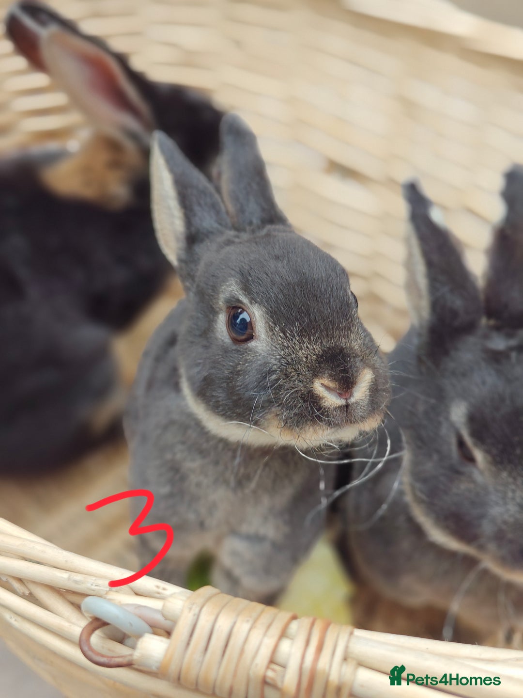 Rex rabbits for sale: Mini Rex Buck - Image 16