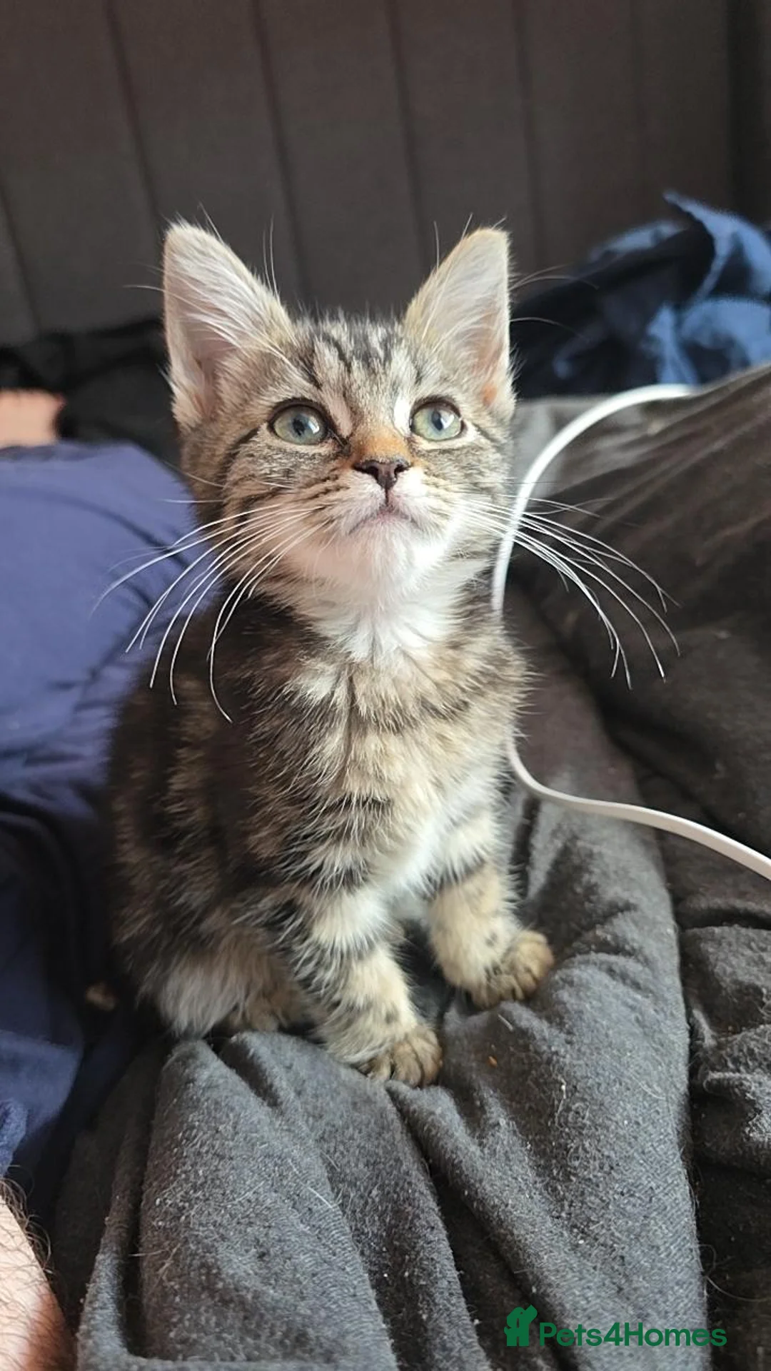 Mixed Breed cats for sale: Tabby kittens  - Advert 1