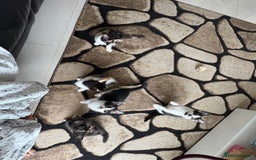 Domestic Shorthair cats for sale: Tabbies - Image 3