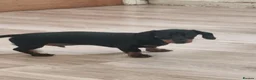 Miniature Dachshund dogs for sale: Miniature dachshund  - Advert 6