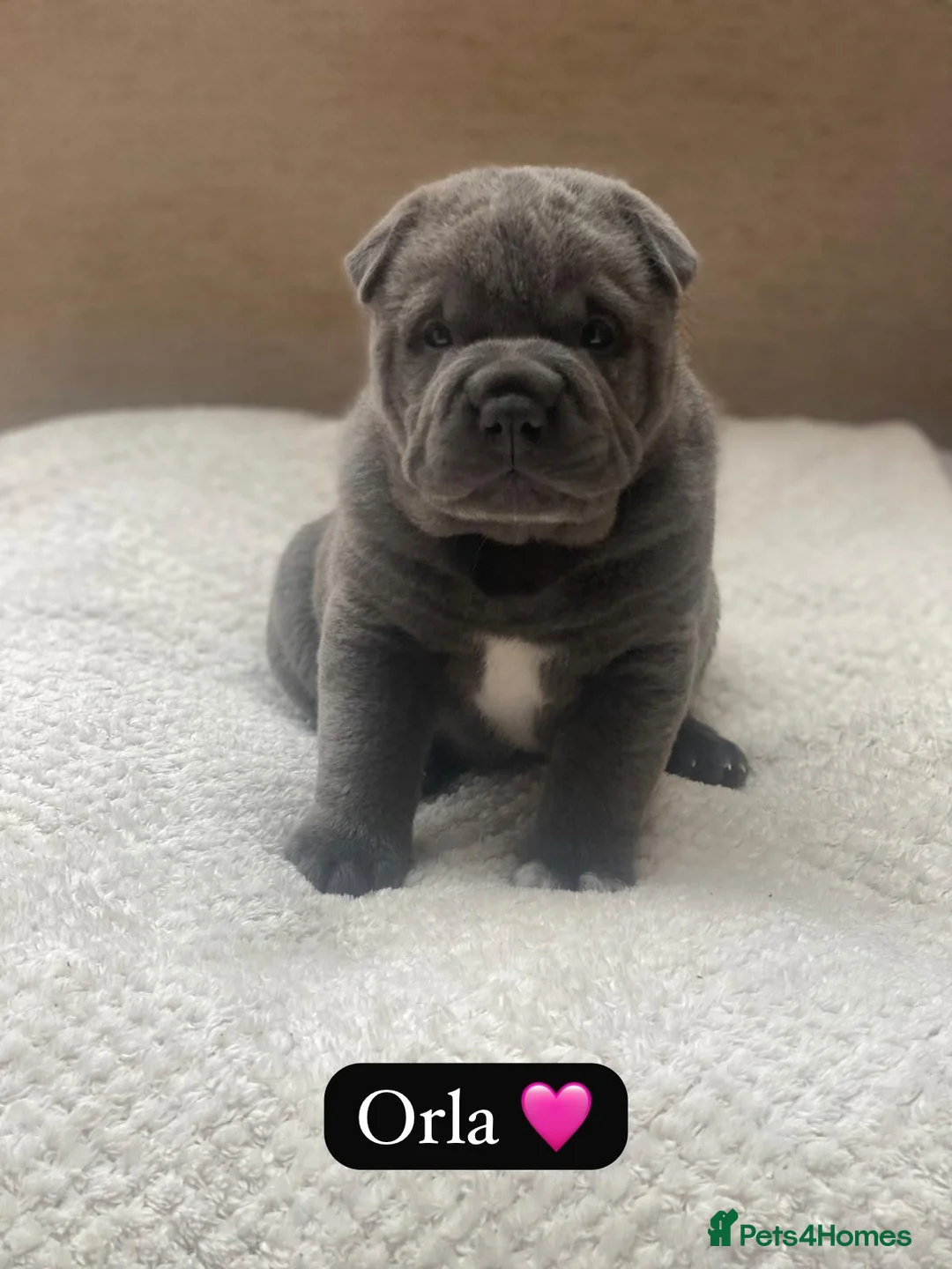 Mixed Breed dogs for sale: Bullpei litter - Shar pei X French Bulldog - Advert 2