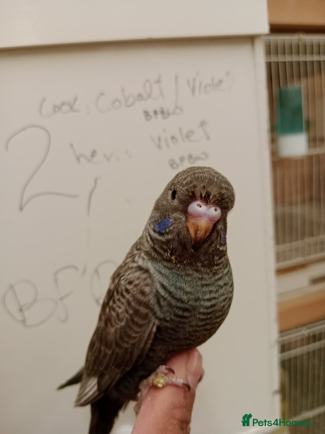 Budgerigars birds for sale: Very rare Black face black wing budgies for sale  - Image 5