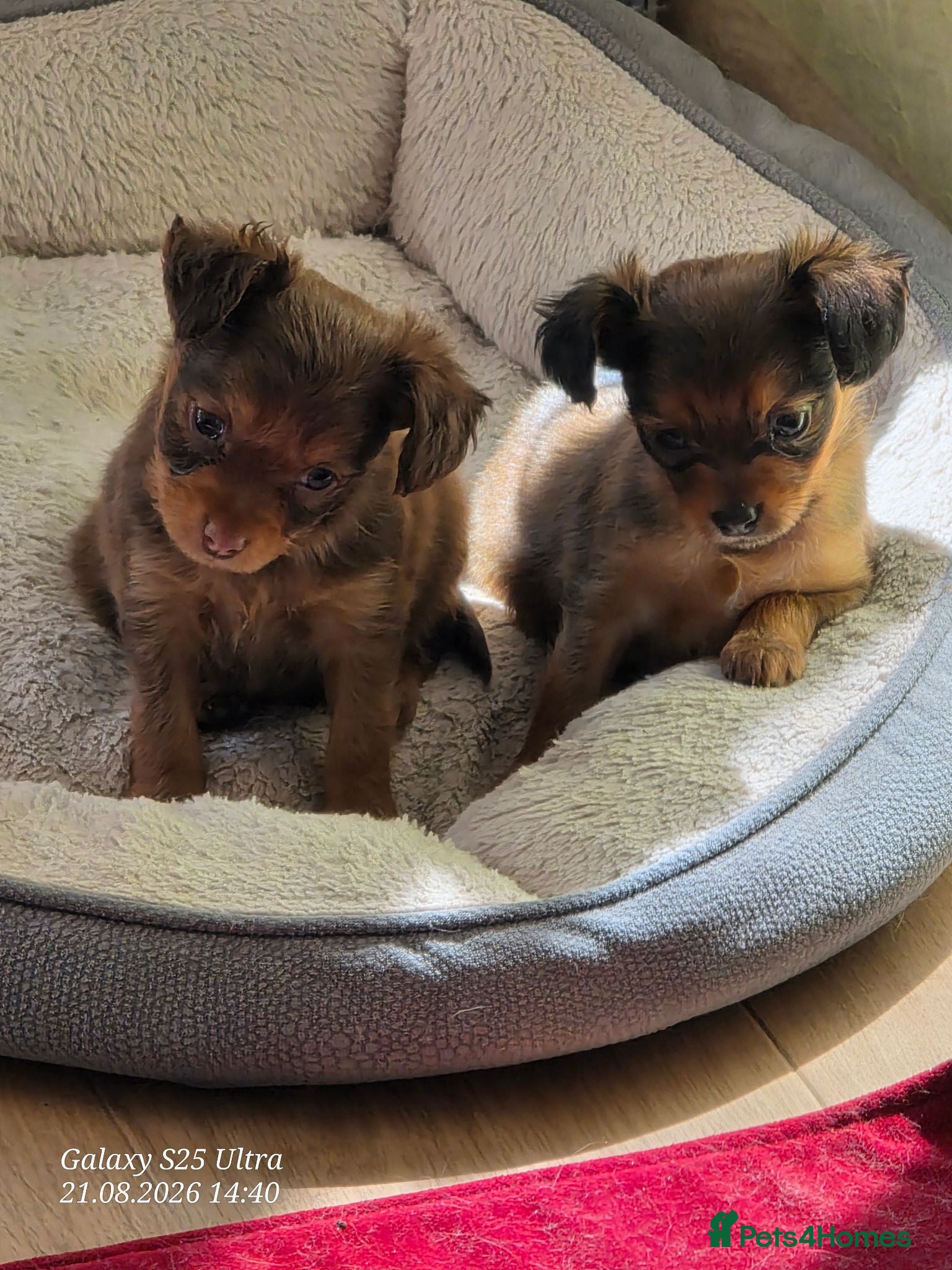Russian Toy Terrier dogs Russian Toy long-haired puppies  - Advert 2