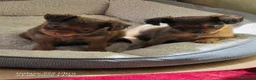 Russian Toy Terrier dogs for sale: Russian Toy long-haired puppies  - Advert 4