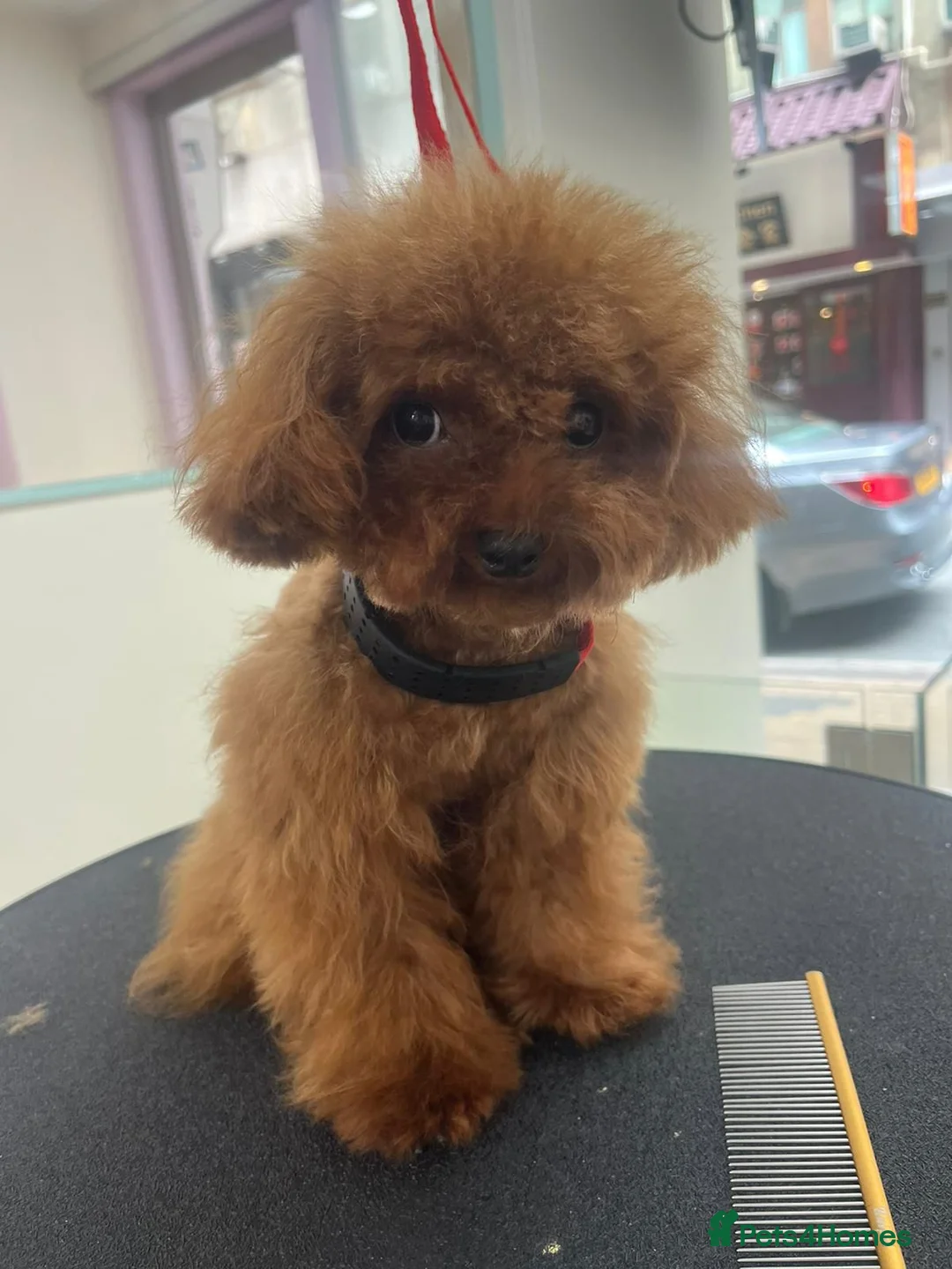 Toy Poodle dogs for stud: Asian Micro Poodle For Stud  in Stevenage - Advert 6