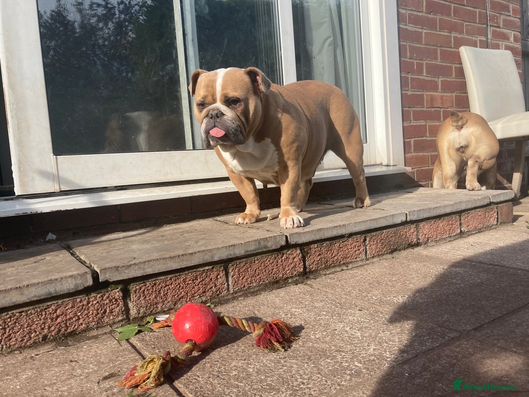 English Bulldog dogs for sale: Looking for new FOREVER home🏡 - Advert 9
