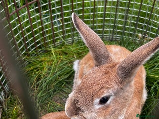 Dutch rabbits x2 Dutch Rabbits - Advert 1