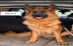 German Shepherd dogs for sale: BIG BONDED, LONG HAIRED GSD PUPPYS  - Image 8