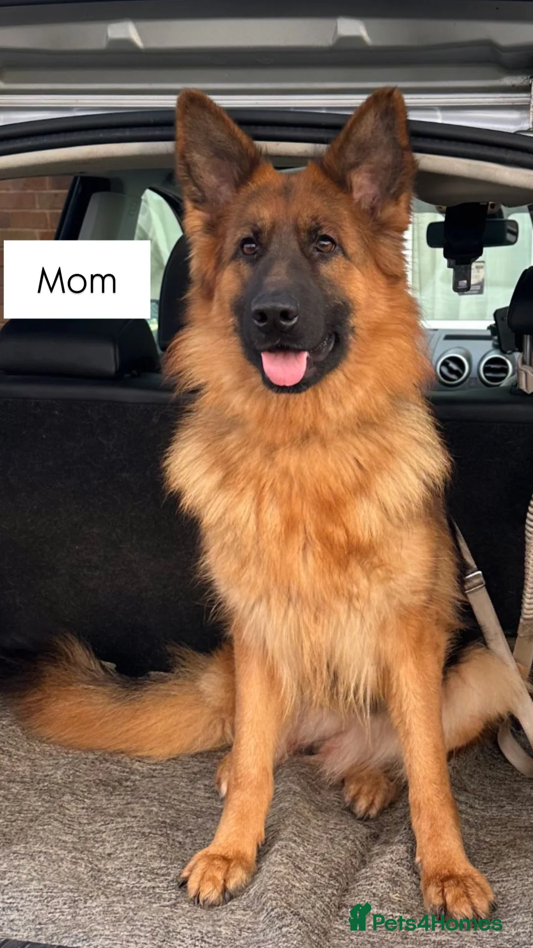 German Shepherd dogs for sale: WAITING LIST 2026 BIG BONDED, LONG HAIRED PUPPYS  - Advert 6