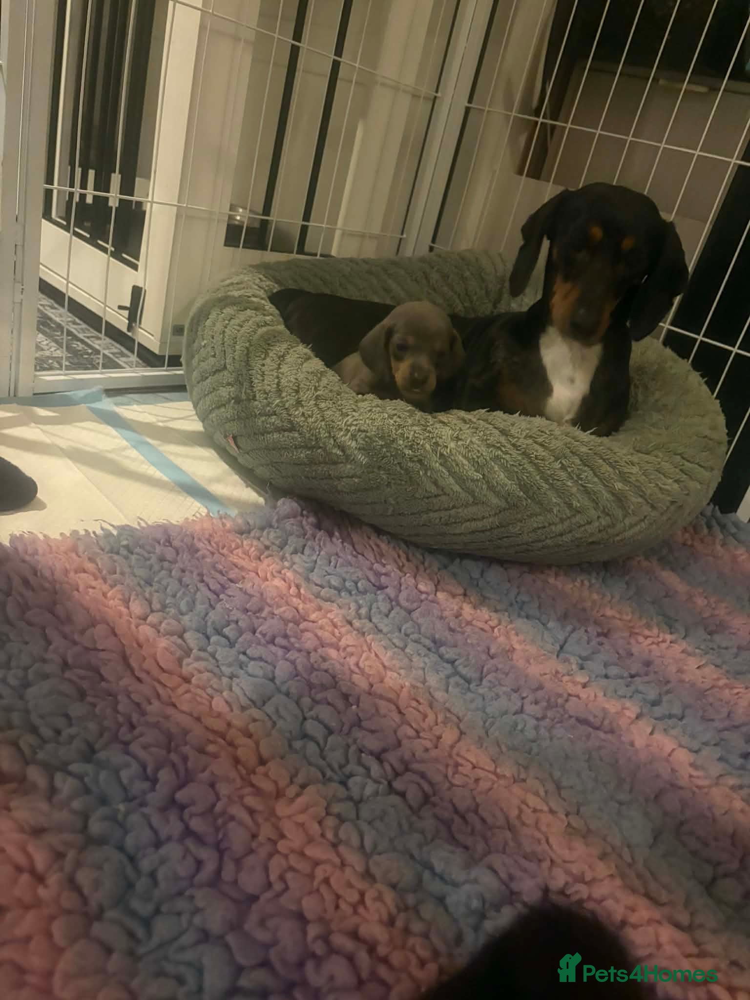 Miniature Dachshund dogs Miniature dachshund puppies  - Advert 1