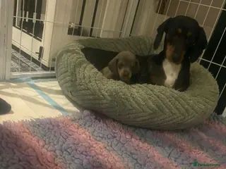 Miniature Dachshund dogs Miniature dachshund puppies - Advert 1