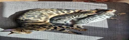 Bengal cats for sale: Bengal Males in Craven Arms - Advert 7