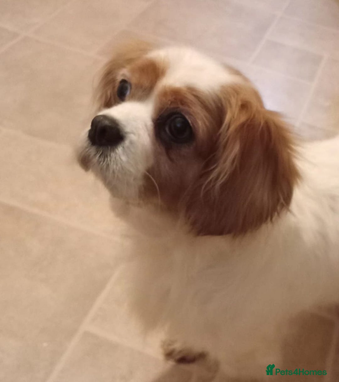 Cavalier King Charles Spaniel dogs for sale: Cavalier king charles female  - Advert 1