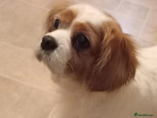 Cavalier King Charles Spaniel dogs Small size Cavalier king charles female - Advert 1