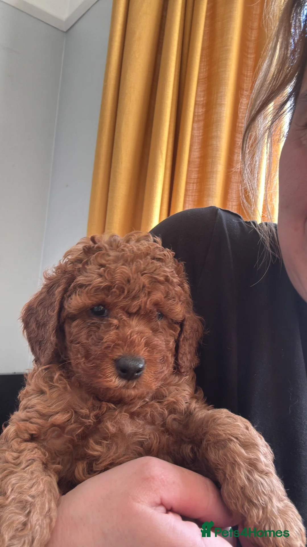 Cockapoo dogs for sale: 1girl left due to circumstances f1b cockapoo £995 - Advert 2