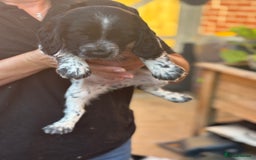 Cocker Spaniel dogs for sale: Exceptional Working Cocker Spaniel Pups–Ready Now! - Image 8