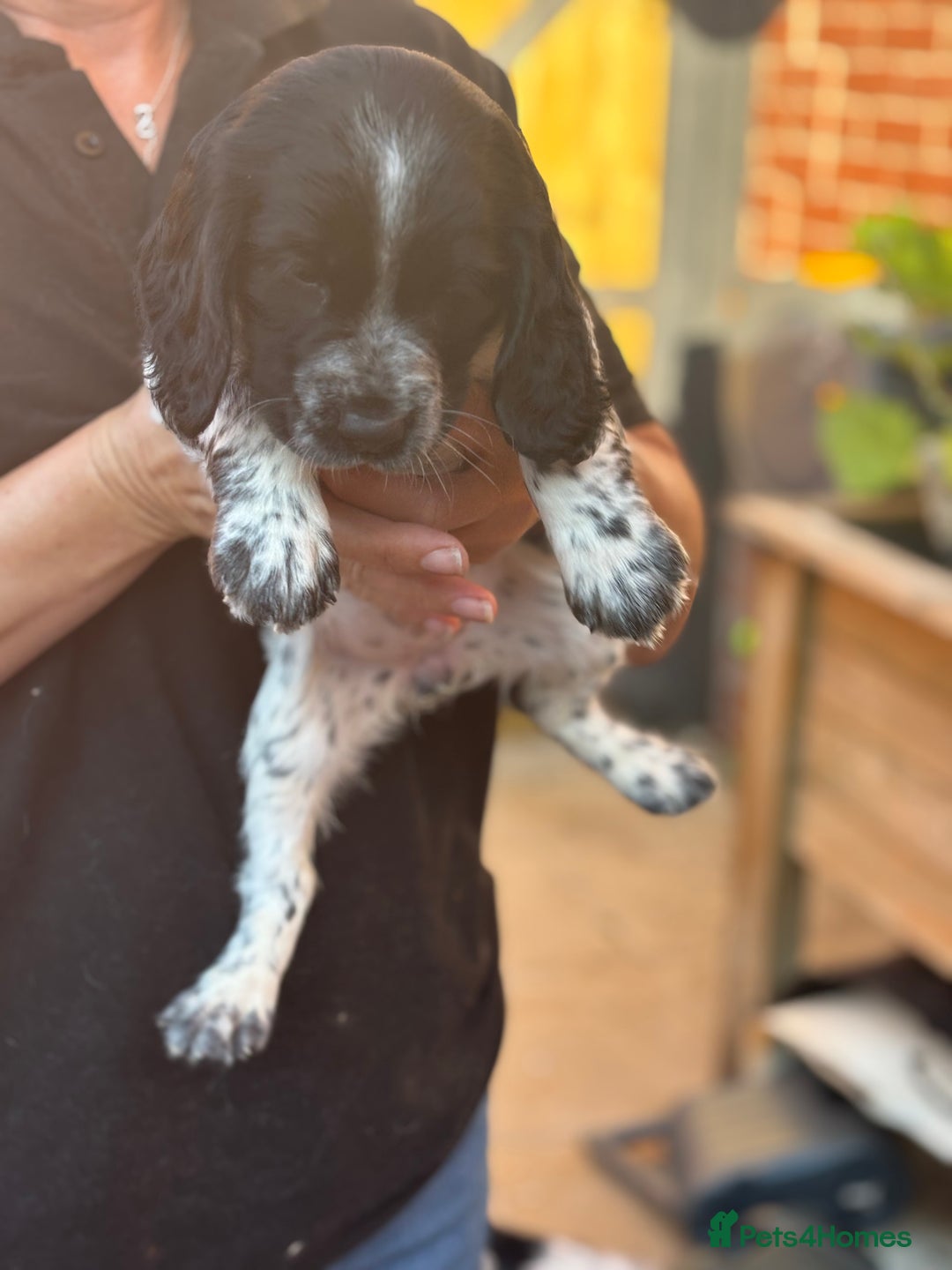 Cocker Spaniel dogs for sale: Exceptional Working Cocker Spaniel Pups–Ready Now! - Image 8