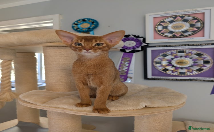 Abyssinian cats - Advert 3