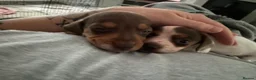 Jackshund dogs for sale: Female Jackshund puppy for sale in Nuneaton - Advert 4