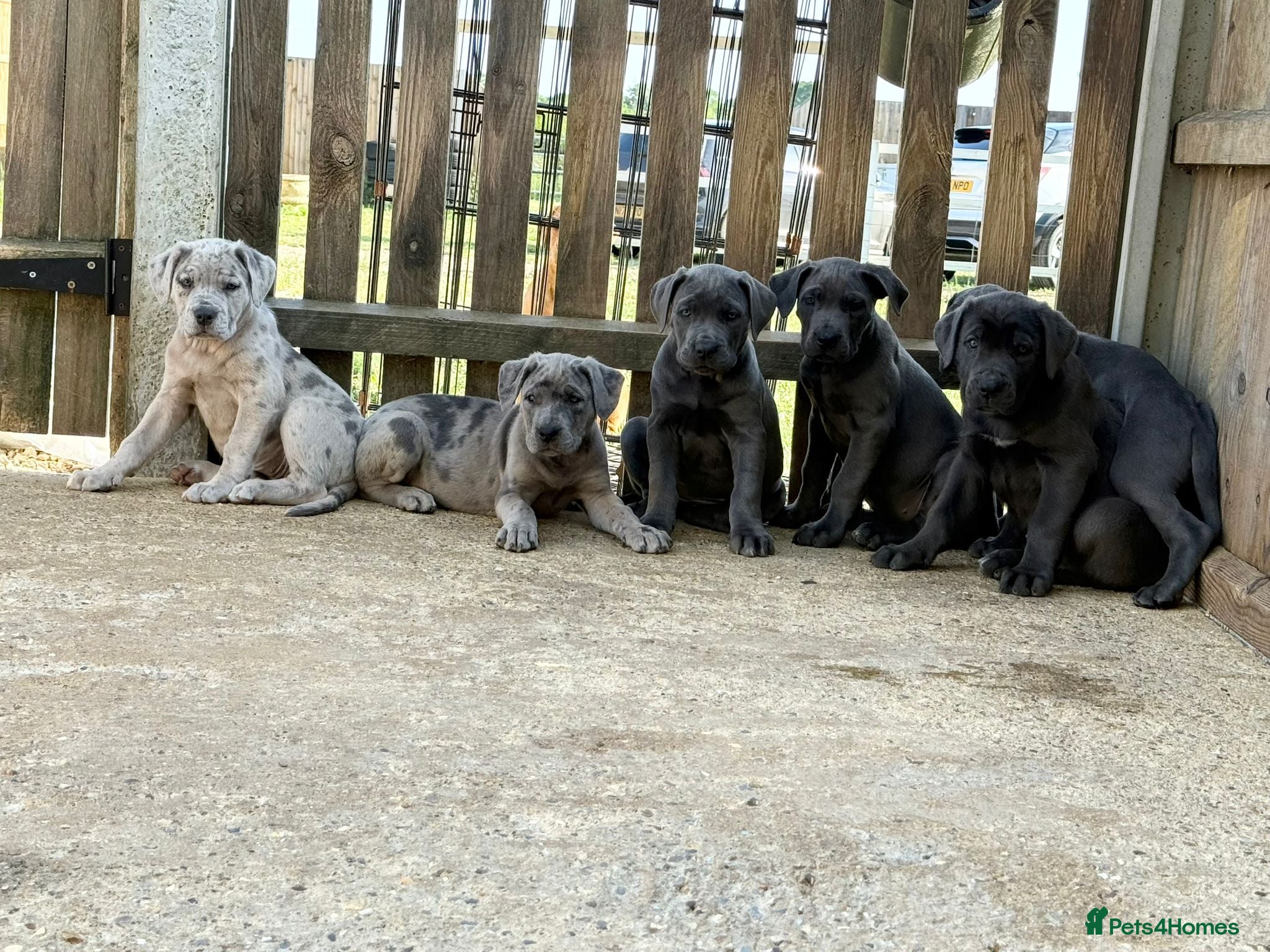 Cane Corso dogs Cane corso pups ready now - Advert 3