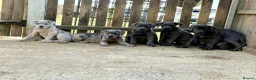 Cane Corso dogs for sale: Cane corso pups ready now - Advert 1