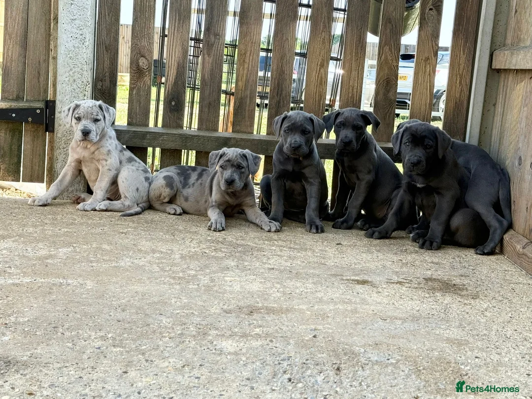 Cane Corso dogs for sale: Cane corso pups ready now - Advert 1