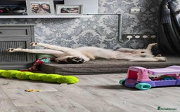 Mixed Breed dogs for adoption: FLOSSIE  - Advert 4