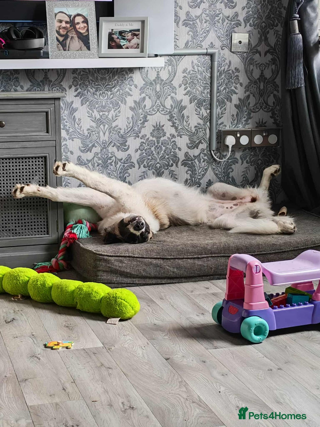 Mixed Breed dogs for adoption: FLOSSIE  - Advert 4