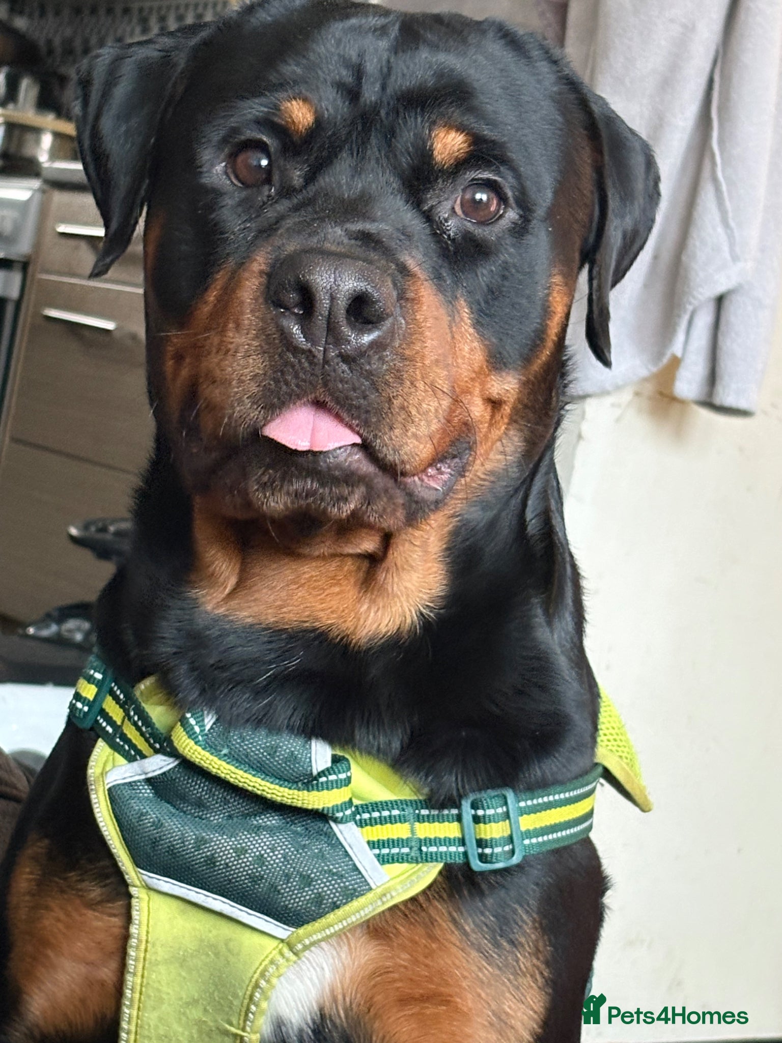 Rottweiler dogs for sale: Bullet  in London - Advert 4