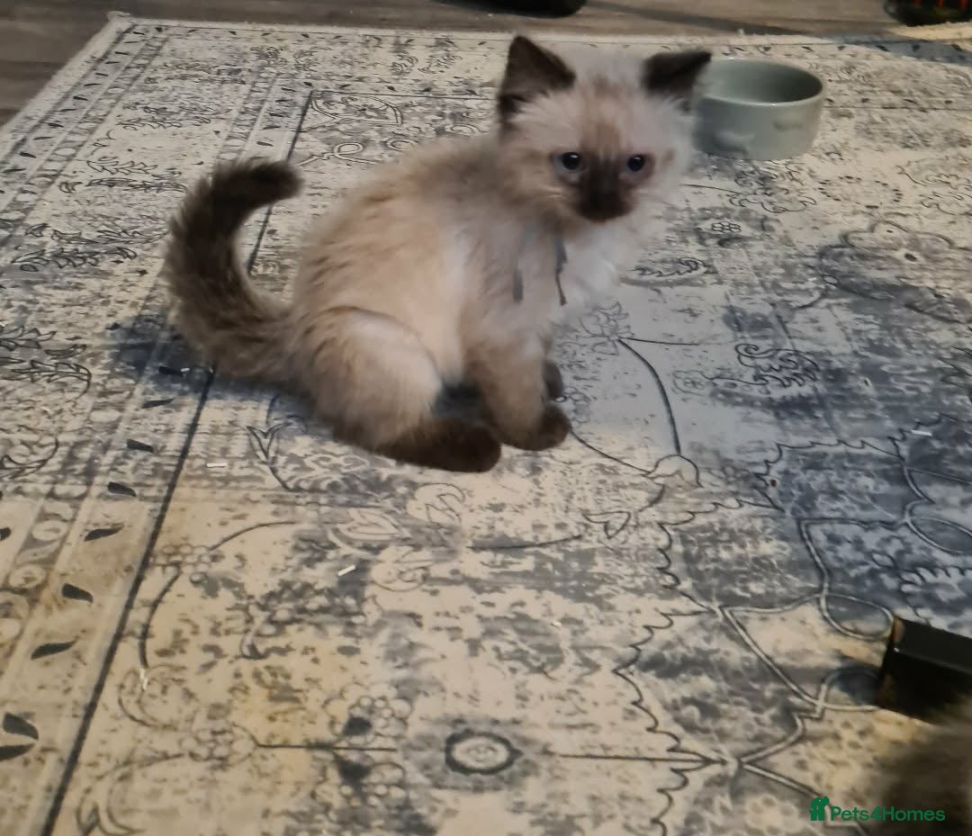 Ragdoll cats Ragdoll kittens ready now price dropped  - Advert 1