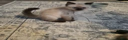 Ragdoll cats for sale: Ragdoll kittens ready now price dropped  - Advert 1