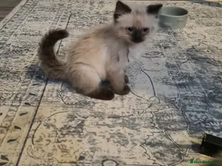 Ragdoll cats Ragdoll kittens ready now price dropped - Advert 1