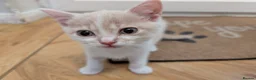 Mixed Breed cats for sale: Rainbow litter of - part BSH - Advert 16