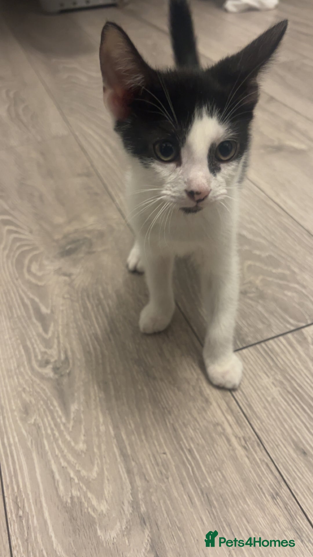 British Shorthair cats for sale: Beautiful kittens  - Image 1