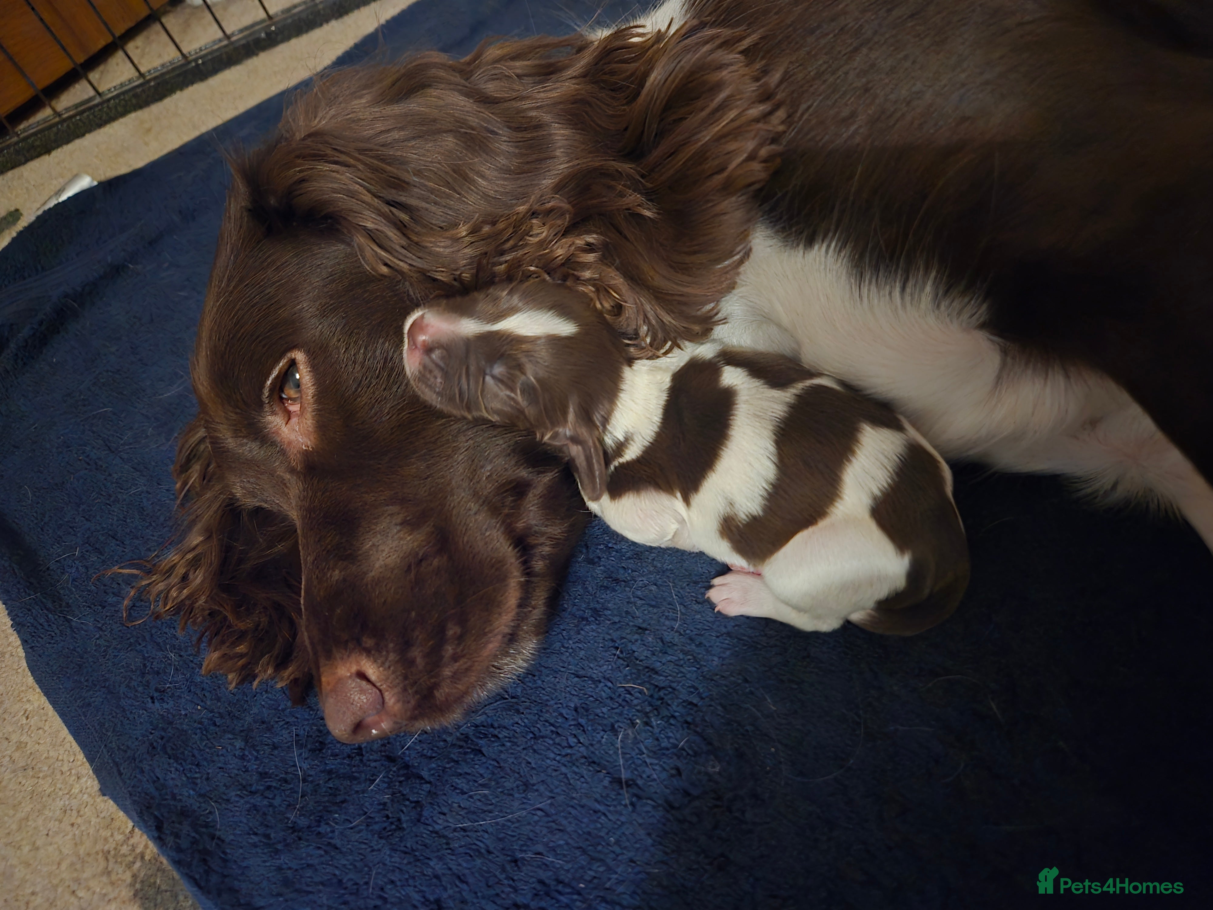 English Springer Spaniel dogs KC Registered English Springer Spaniel Puppies - Advert 1