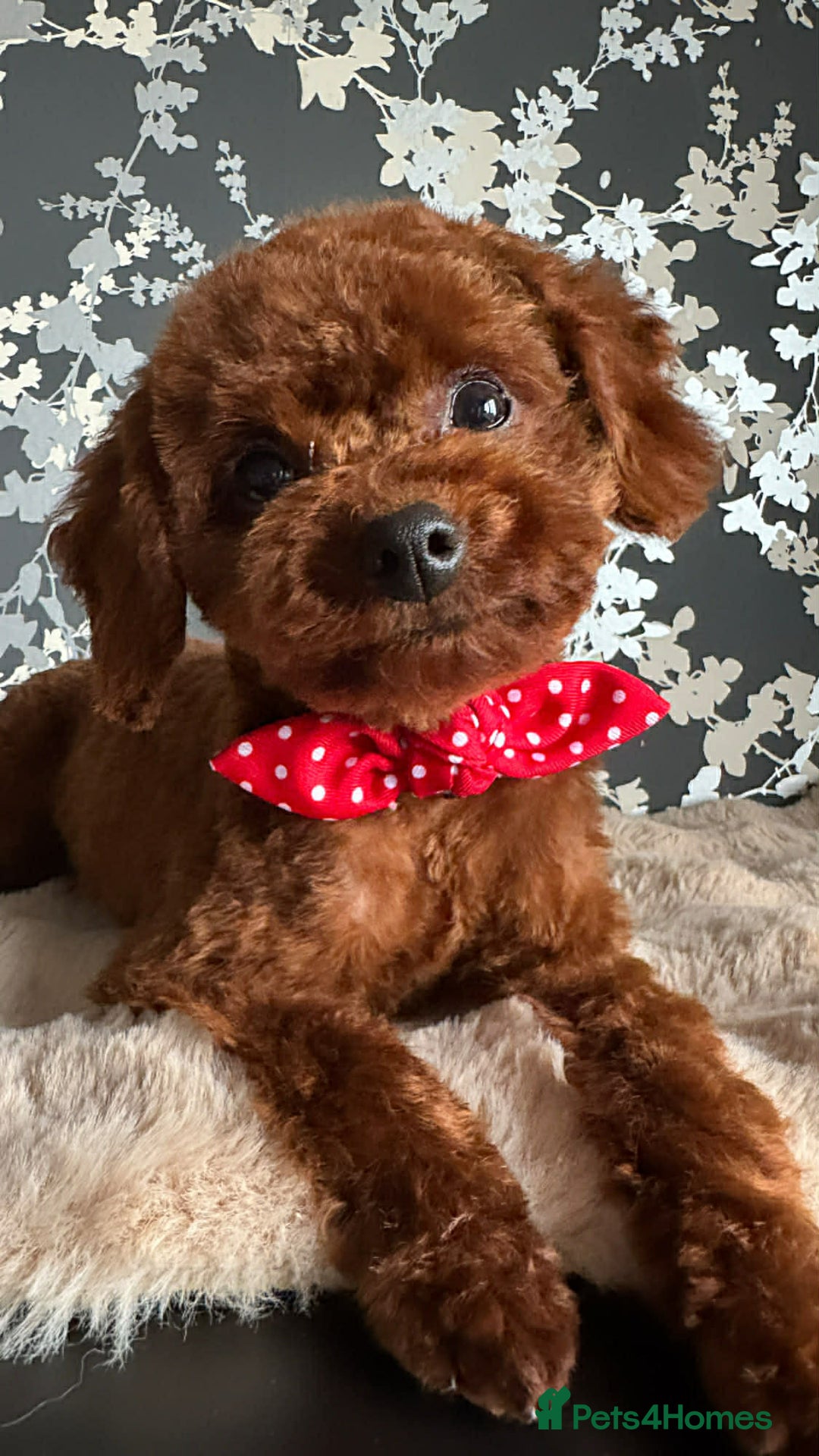 Toy Poodle dogs for sale: Beautiful Asian Toy Poodle - Advert 3