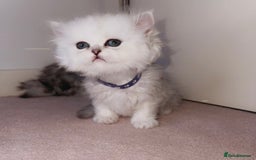 Persian cats for sale: Rare Persian Kittens🤍Only 1 Left - Image 14