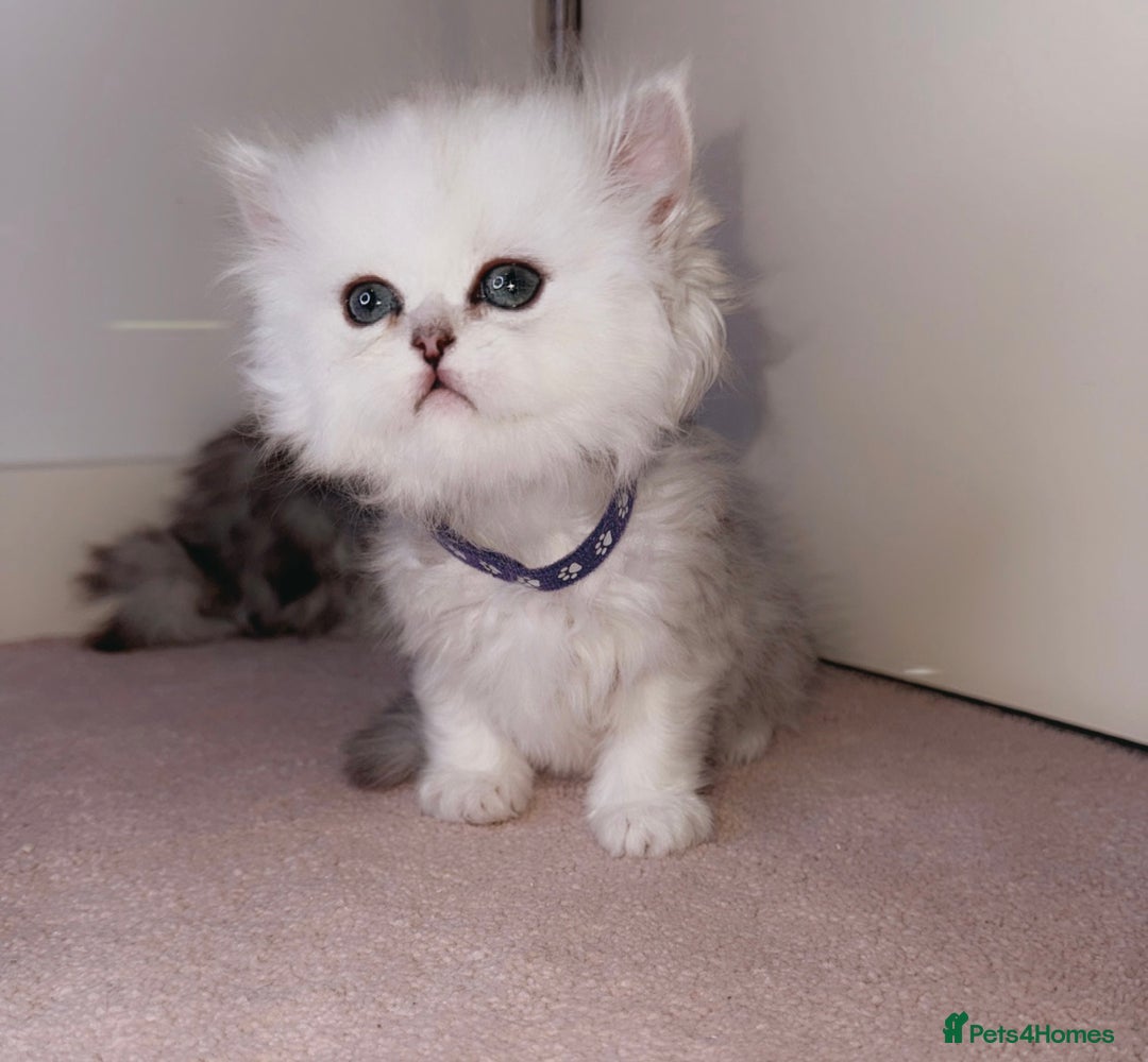 Persian cats for sale: Rare Persian Kittens🤍Only 1 Left - Image 14