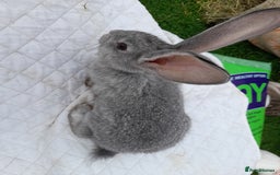 Continental Giant rabbits for sale: Beautiful Pure Giant Continental Babies  - Image 6