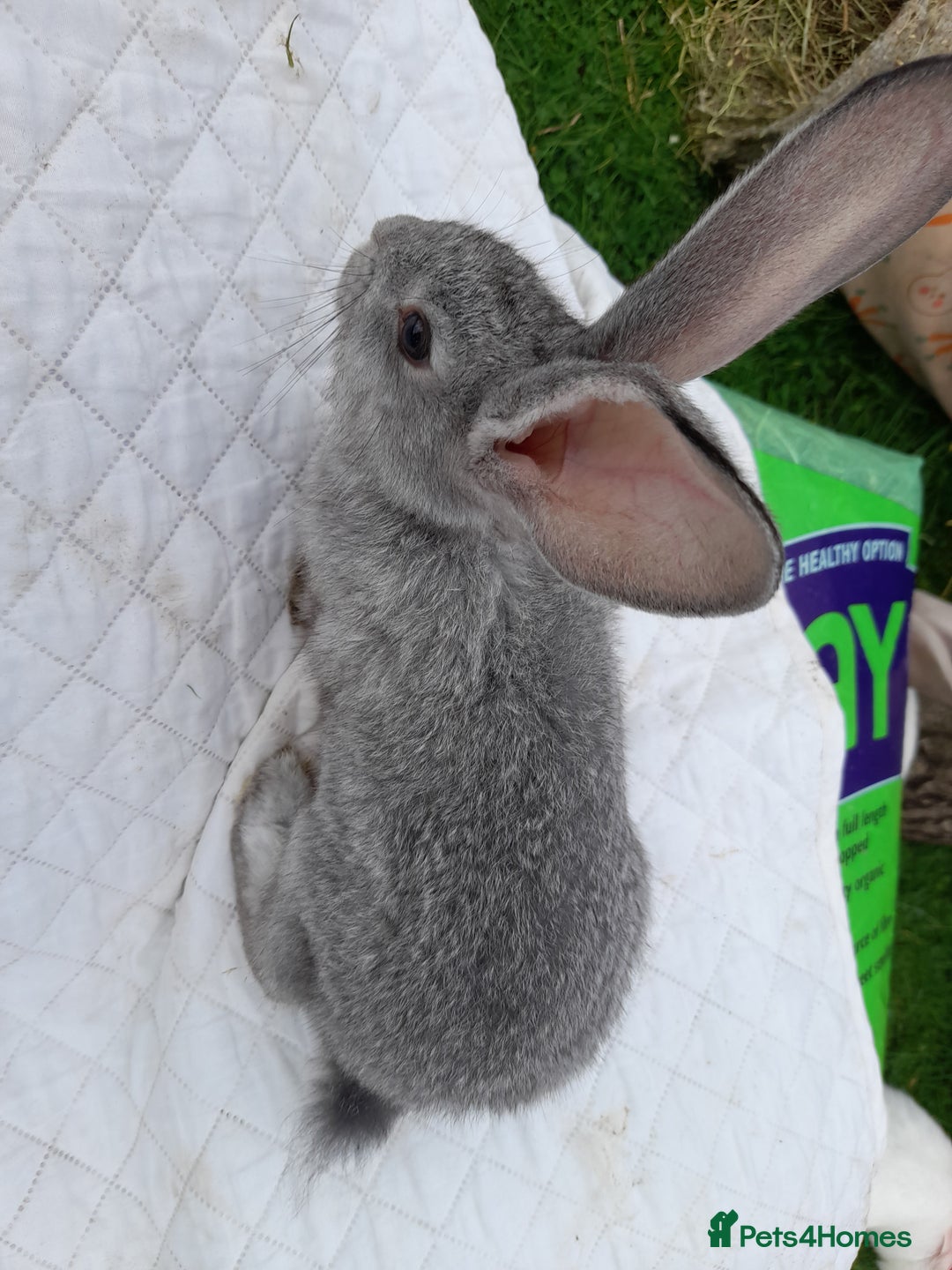 Continental Giant rabbits for sale: Beautiful Pure Giant Continental Babies  - Image 6