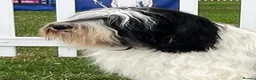 Polish Lowland Sheepdog dogs for sale:  Polish Lowland Sheepdog puppy girl available. - Advert 9