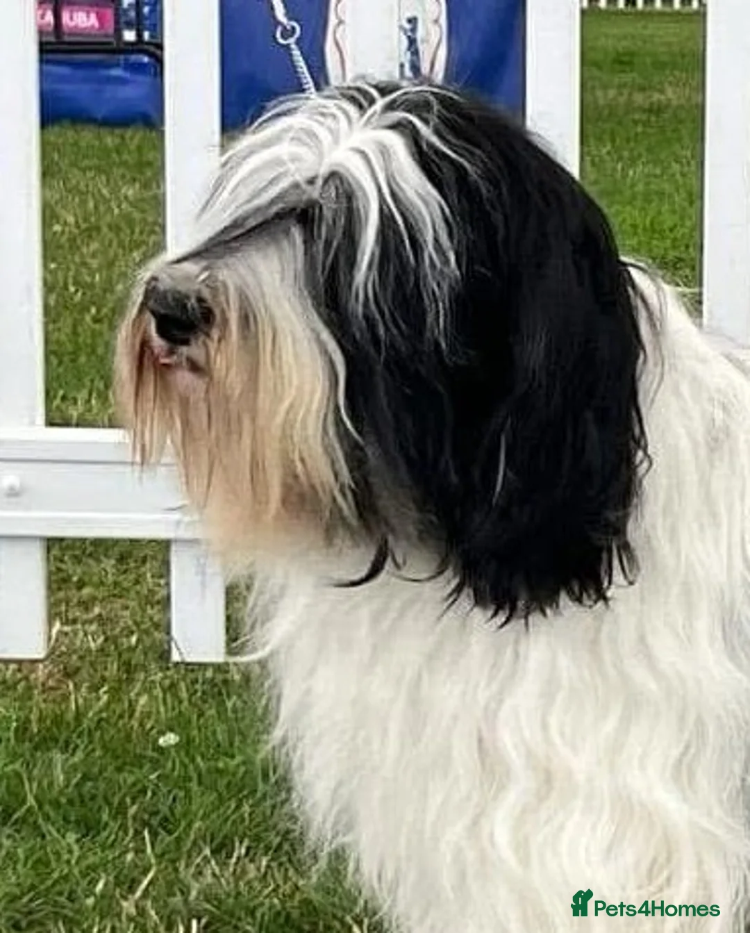Polish Lowland Sheepdog dogs for sale:  Polish Lowland Sheepdog puppy girl available. - Advert 9