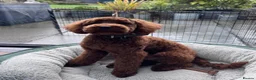 Cockapoo dogs for sale: Waiting List Open ** Due 30th May - Advert 19